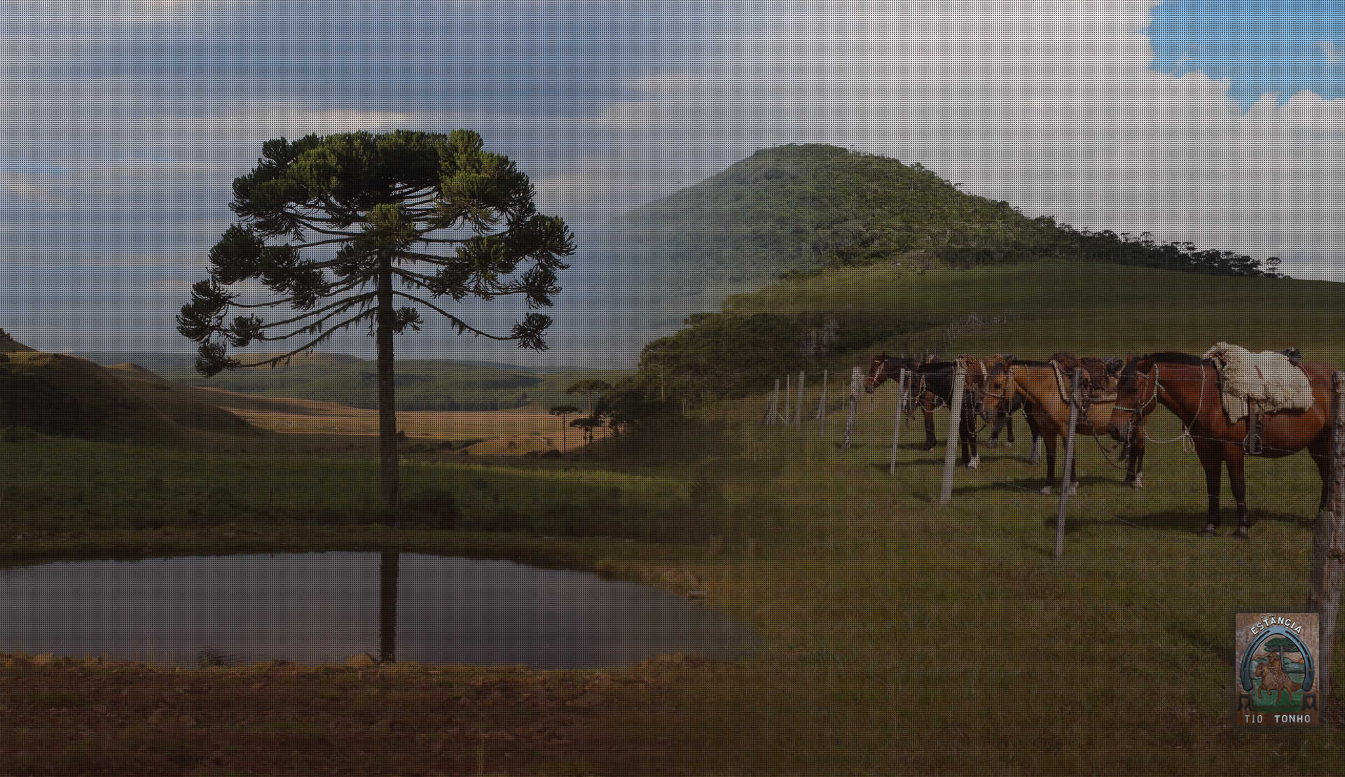 Foto casa/galpão e árvores